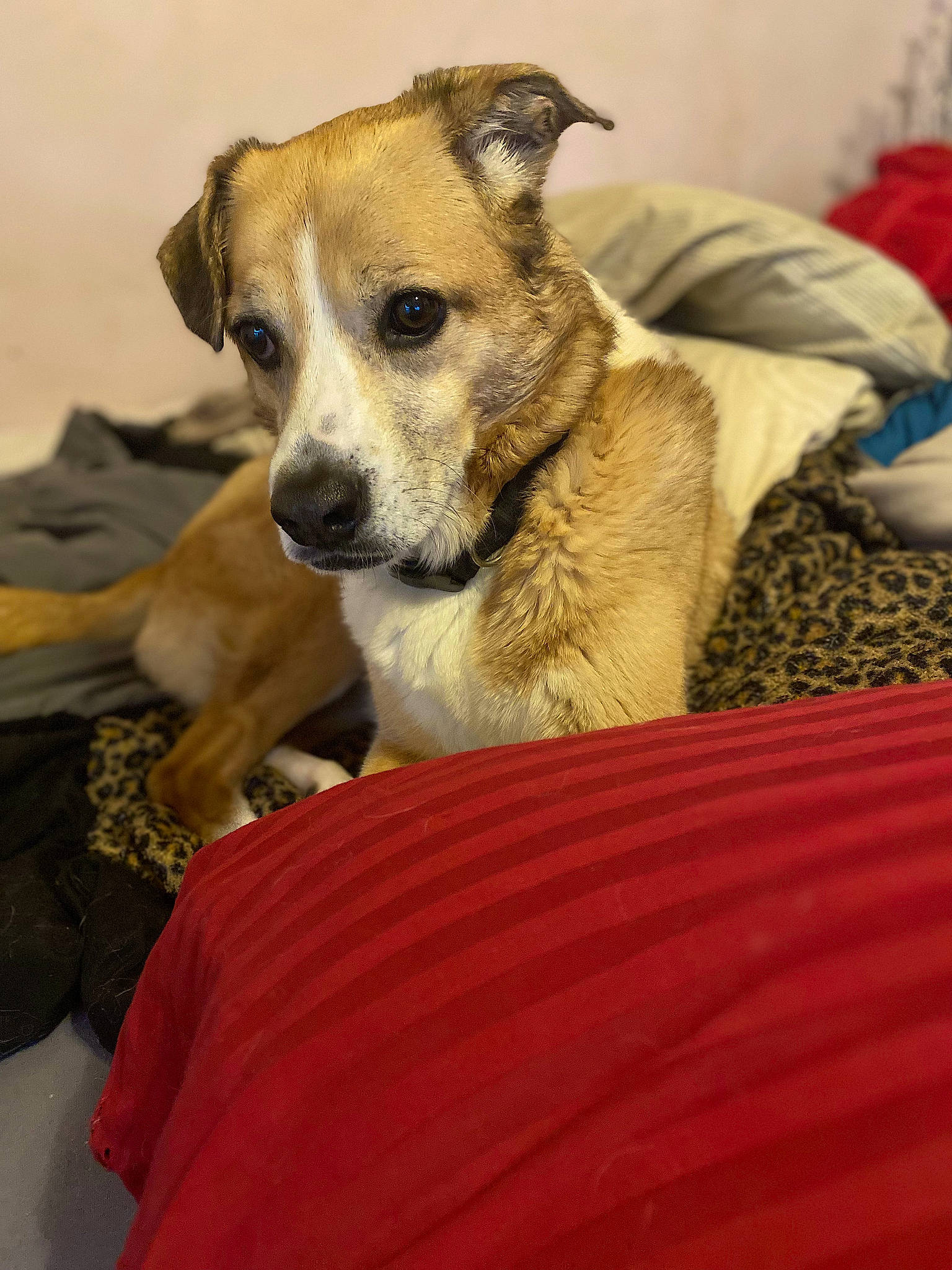 Ginger is registered to the contest to win money with this photo: canidae, carnivore, collar, comfort, companion_dog, dog, dog_breed, dog_supply, fawn, fur, linens, paw, snout, sporting_group, terrestrial_animal, terrier, whiskers