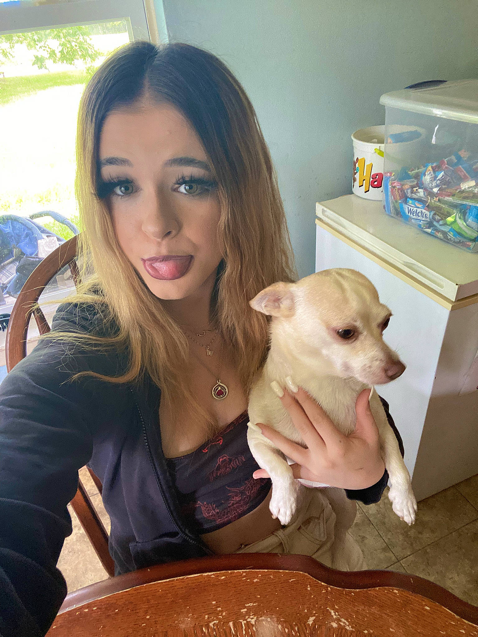 Diva is registered to the contest to win money with this photo: abdomen, blond, brown_hair, canidae, carnivore, chair, companion_dog, dog, dog_breed, fawn, fur, happy, long_hair, sitting, skin, sporting_group, thigh, toy_dog, whiskers, wood