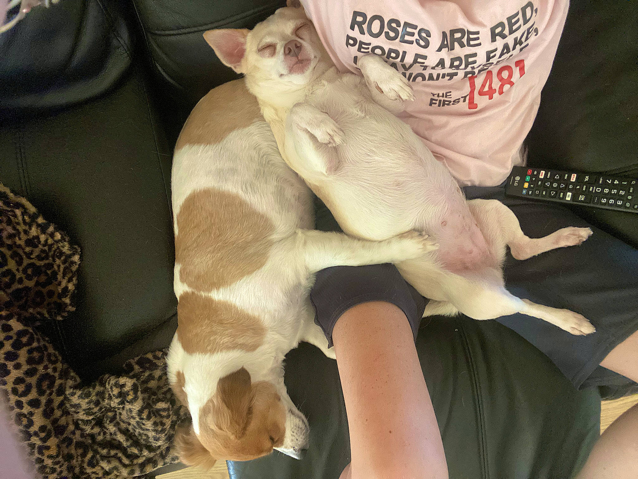 Diva is registered to the contest to win money with this photo: claw, comfort, companion_dog, fawn, felidae, fish, fur, paw, tail, terrestrial_animal, white