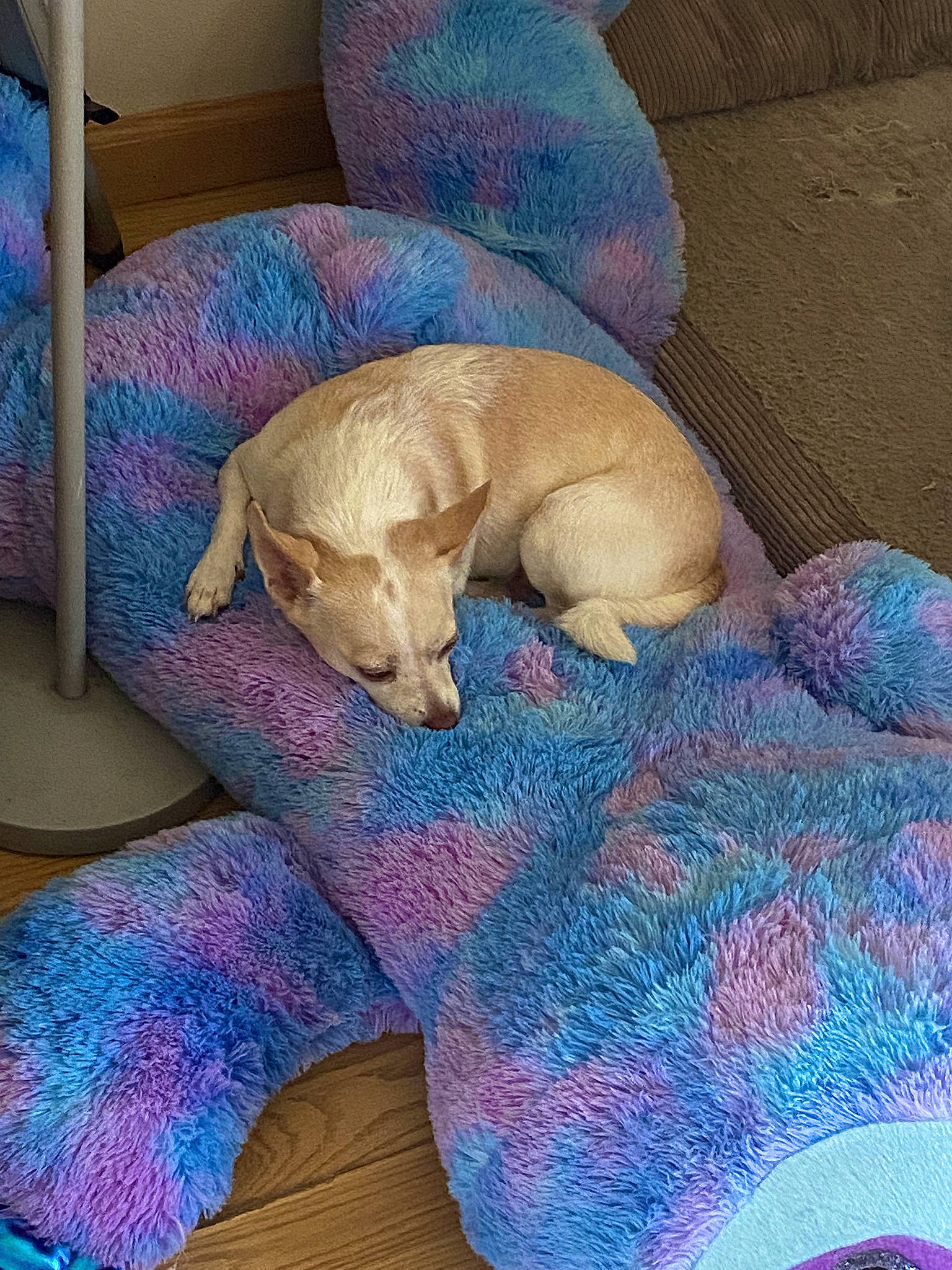 Diva joined the competition — help win amazing prizes! canidae, carnivore, comfort, companion_dog, couch, dog, dog_breed, dog_supply, electric_blue, fawn, fur, linens, magenta, paw, pet_supply, sporting_group, tail, toy_dog, wood, working_animal