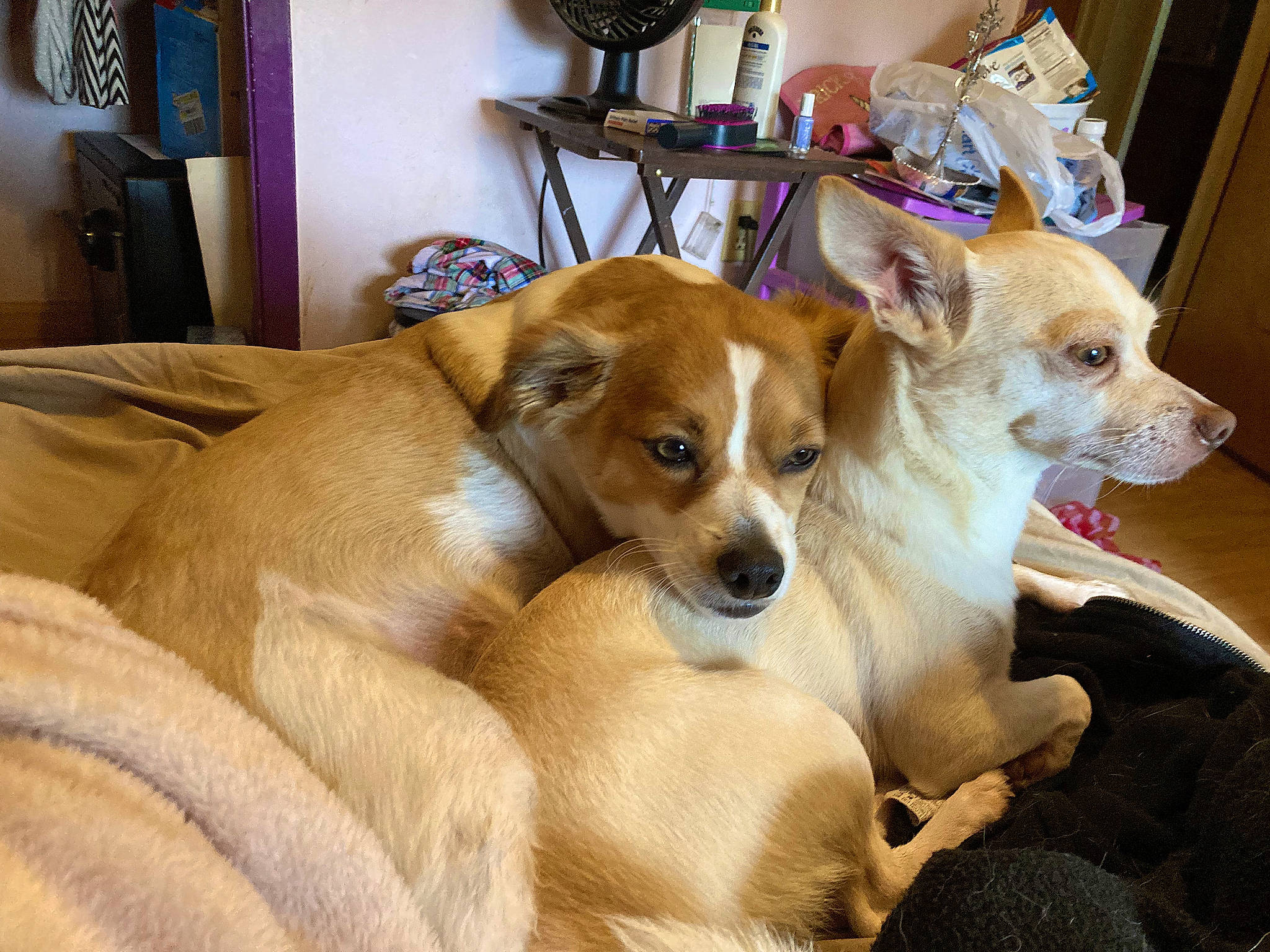 Diva joined the competition — help win amazing prizes! carnivore, chair, chihuahua, clock, comfort, companion_dog, corgi_chihuahua, dog, dog_breed, dog_supply, fawn, fur, houseplant, irishjacks, picture_frame, room, russkiy_toy, toy_dog, whiskers, wood