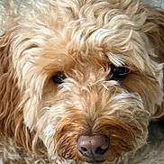 Winnnie is registered to the contest to win money with this photo: dog, close_up, curly_fur, brown_fur, pet, canine, face, nose, eyes, portrait, animal, indoor, cute, fluffy, fur_texture, mammal, companion, looking, adorable, carpet