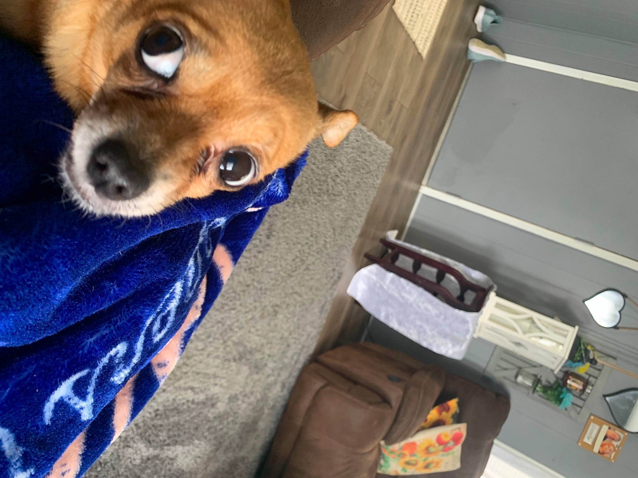 Gretchen is registered to the contest to win money with this photo: bag, canidae, carnivore, collar, comfort, companion_dog, corgi_chihuahua, dog, dog_breed, dog_supply, ear, electric_blue, fawn, fur, machine, non_sporting_group, office_supplies, sporting_group, toy_dog, whiskers