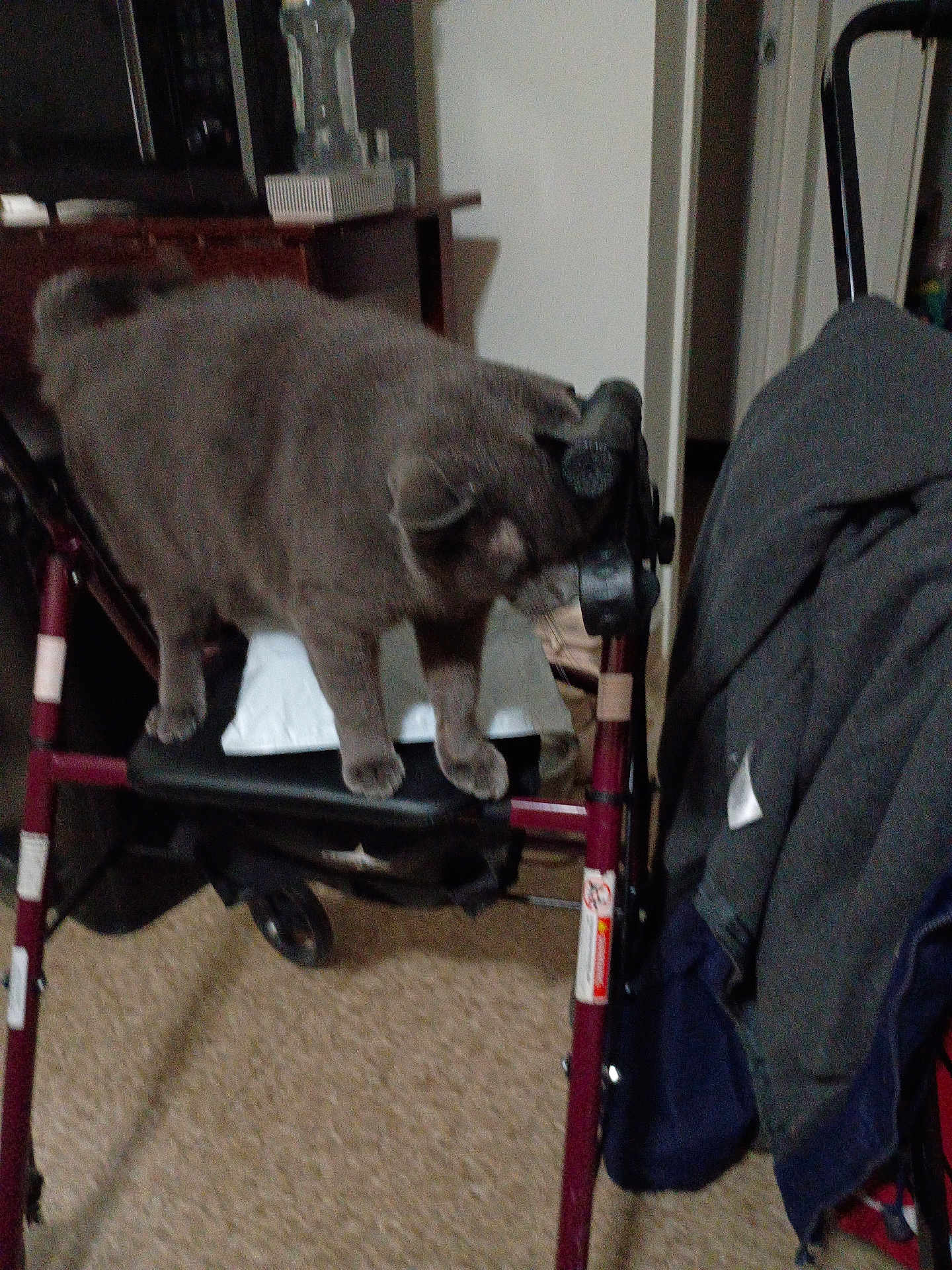 Buddy joined the competition — help win amazing prizes! cat, gray_cat, walker, indoor, furniture, clothing, floor, pet, animal, household, domestic, feline, carpet, room, seat, support, blurred, standing, four_legs, side_view