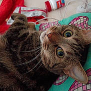 Dana is registered to the contest to win money with this photo: animal, blanket, cat, closeup, colorful, cozy, curious, cute, eyes, fabric, feline, fur, household, indoor, pattern, pet, pillow, resting, tabby, whiskers