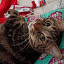 animal, blanket, cat, closeup, colorful, cozy, curious, cute, eyes, fabric, feline, fur, household, indoor, pattern, pet, pillow, resting, tabby, whiskers