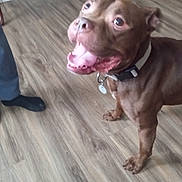 Saint is registered to the contest to win money with this photo: animal, brown_dog, canine, collar, dog, domestic_animal, drawer, ears, flooring, foot, furniture, happy, household, indoor, looking_up, panting, person_leg, pet, tongue_out, wooden_floor