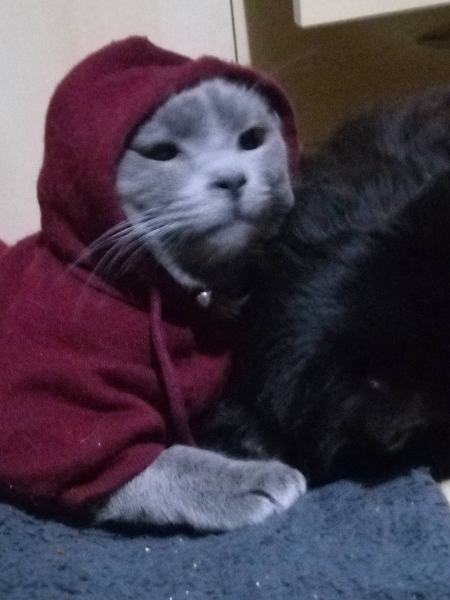 Boy Boy joined the competition — help win amazing prizes! black_cat, carnivore, cat, cat_supply, claw, comfort, dog_breed, domestic_short_haired_cat, fawn, felidae, fur, grey, nap, paw, sleep, small_to_medium_sized_cats, snout, tail, terrestrial_animal, whiskers