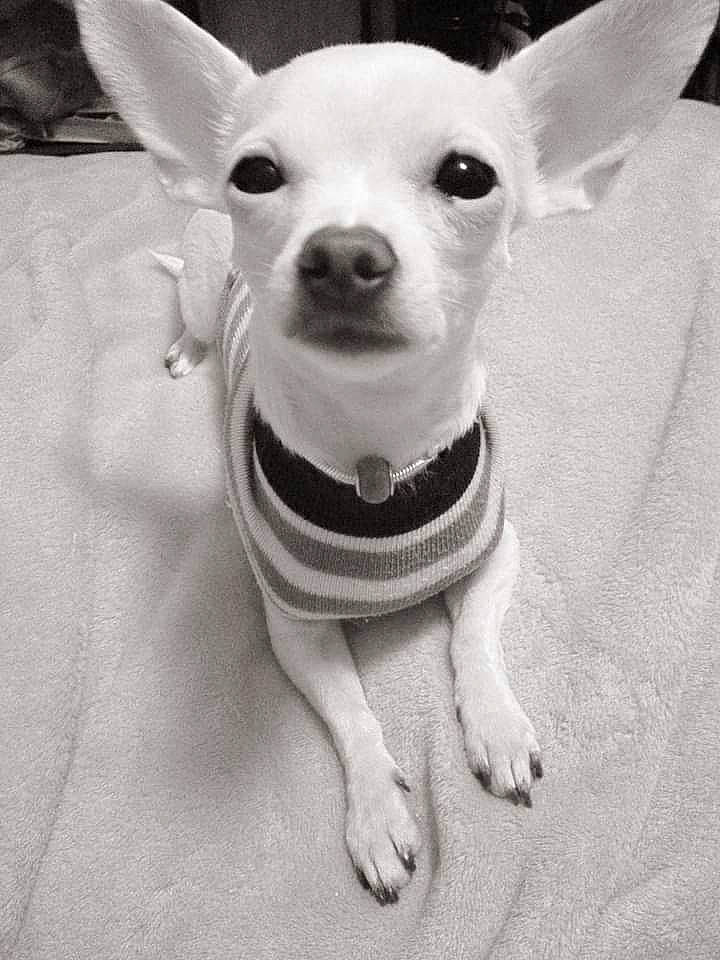 Minnie Winnie Wynne joined the competition — help win amazing prizes! black_and_white, canidae, carnivore, chihuahua, companion_dog, dog, dog_breed, ear, eye, head, mammal, nose, photography, puppy, skin, snout, toy_dog, vertebrate, whiskers, white