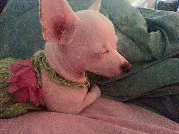 Minnie Winnie Wynne is registered to the contest to win money with this photo: american_hairless_terrier, canidae, carnivore, chihuahua, companion_dog, dog, dog_breed, ear, head, mammal, mexican_hairless_dog, non_sporting_group, peruvian_hairless_dog, puppy, toy_dog, vertebrate