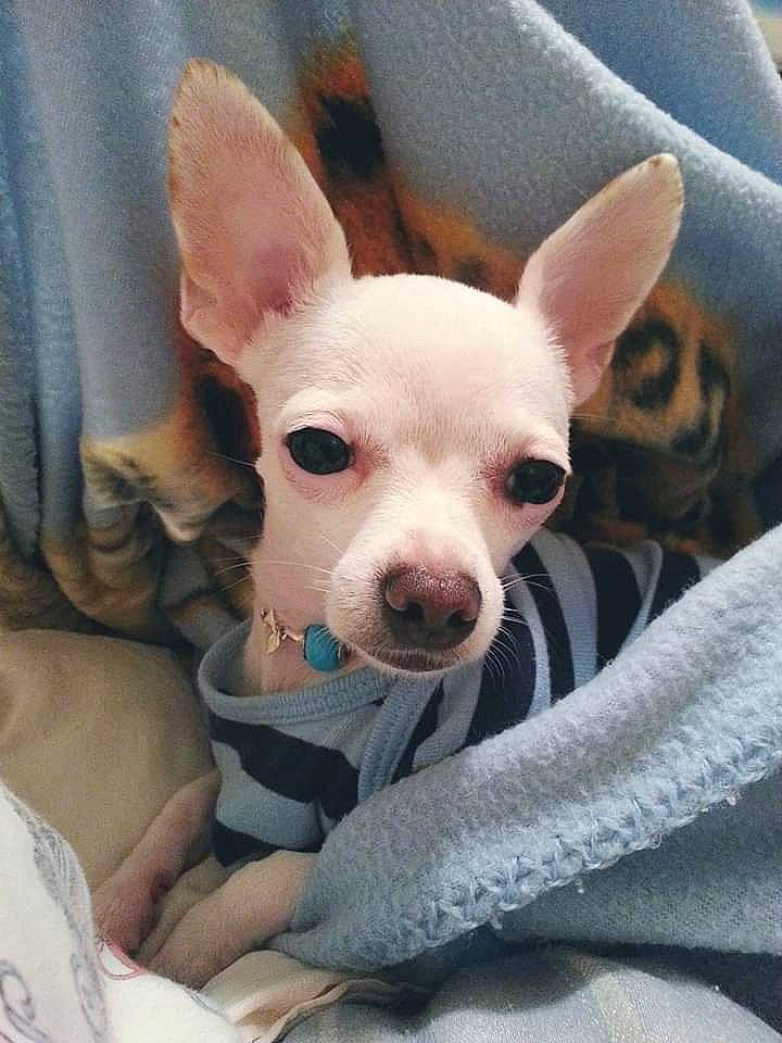 Minnie Winnie Wynne is registered to the contest to win money with this photo: american_hairless_terrier, canidae, carnivore, chihuahua, companion_dog, corgi_chihuahua, dog, dog_breed, ear, fawn, mammal, non_sporting_group, puppy, puppy_love, snout, toy_dog, vertebrate, whiskers