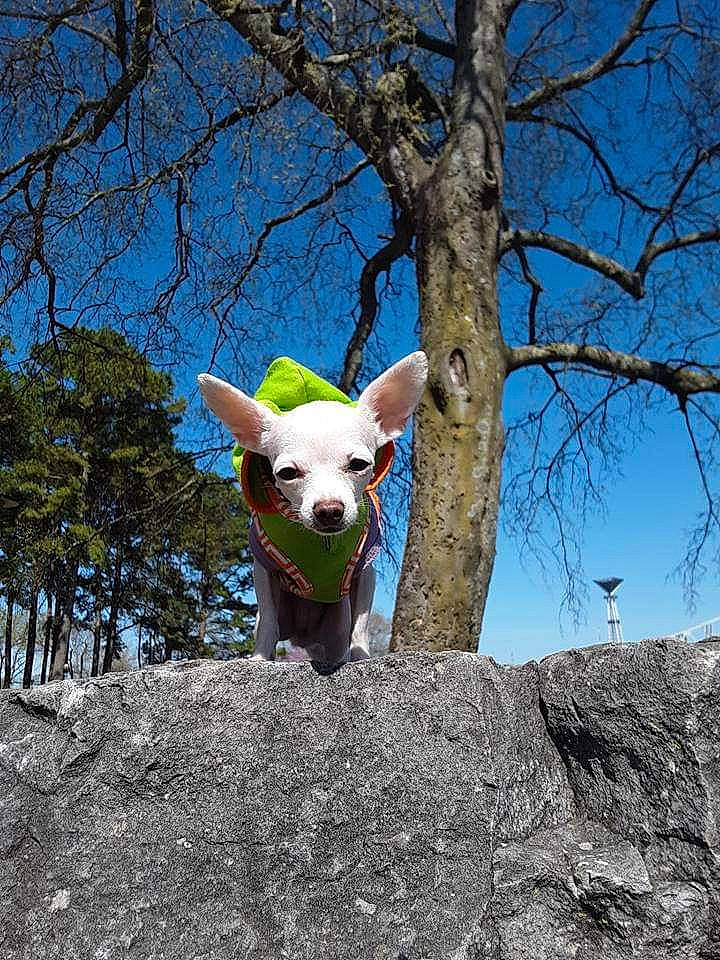 Minnie Winnie Wynne joined the competition — help win amazing prizes! adventure, branch, canidae, carnivore, dog, dog_breed, fawn, non_sporting_group, plant, snout, sporting_group, spring, tree, woody_plant