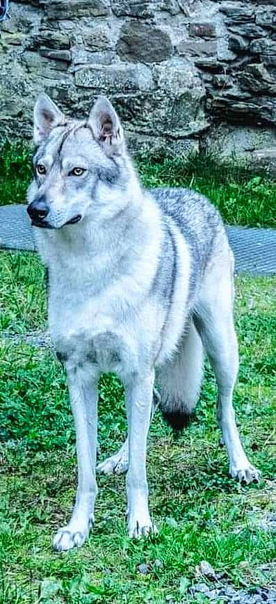 Pronko a rejoint le concours — aidez-le/la à gagner de superbes lots ! ancient_dog_breeds, canidae, canis, canis_lupus_tundrarum, carnivore, dog, dog_breed, fur, grass, grey, plant, snout, tail, terrestrial_animal, wolf, working_dog