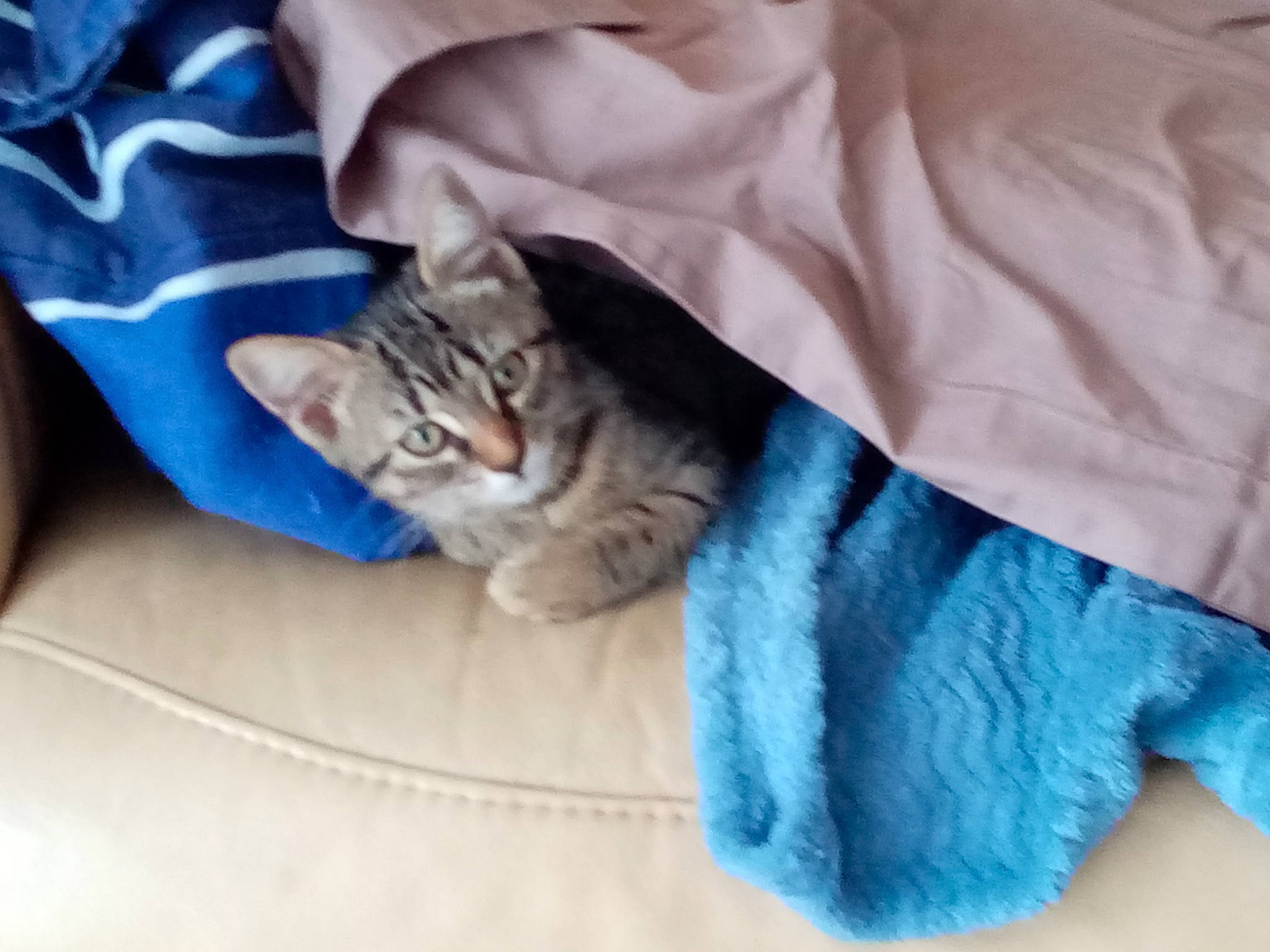 Agathe a rejoint le concours — aidez-le/la à gagner de superbes lots ! american_shorthair, asian, australian_mist, blue, carnivore, cat, comfort, domestic_short_haired_cat, dragon_li, european_shorthair, felidae, fur, kitten, linens, nap, pixie_bob, small_to_medium_sized_cats, tabby_cat, textile, whiskers