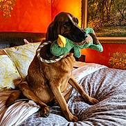 Ralf is registered to the contest to win money with this photo: animal, bed, blanket, brown_dog, comfort, cozy, dog, domestic, furniture, home, indoor, knitted_toy, orange_wall, painting, pet, pillow, playful, relaxed, sitting, toy