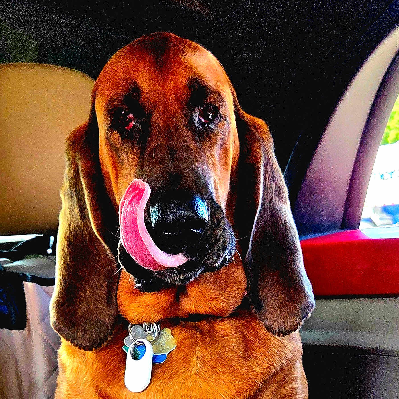 Ralf is registered to the contest to win money with this photo: dog, tongue, licking, car_interior, collar, dog_tags, brown_fur, long_ears, pet, animal, close_up, canine, seat, window, daylight, portrait, fur, cute, companion, vehicle