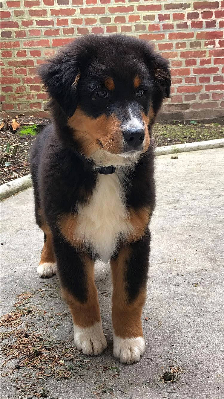 Preston participe au concours pour gagner de l'argent avec cette photo : ancient_dog_breeds, appenzeller_sennenhund, australian_collie, australian_shepherd, bernese_mountain_dog, canidae, carnivore, companion_dog, dog, dog_breed, english_shepherd, mammal, miniature_australian_shepherd, puppy, rare_breed_dog, snout, sporting_group, vertebrate, working_dog