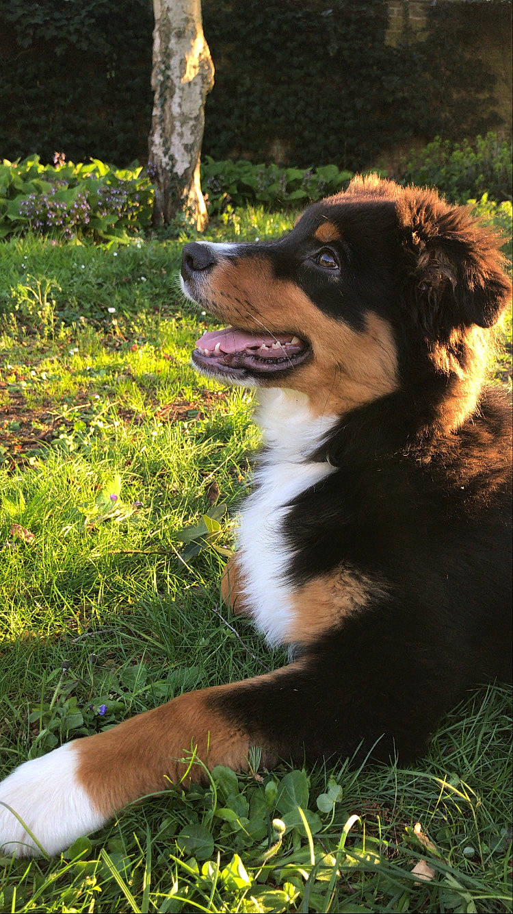 Preston a rejoint le concours — aidez-le/la à gagner de superbes lots ! australian_collie, australian_shepherd, bernese_mountain_dog, border_collie, canidae, carnivore, companion_dog, dog, dog_breed, english_shepherd, grass, herding_dog, mammal, miniature_australian_shepherd, plant, puppy, rare_breed_dog, sporting_group, vertebrate, working_dog