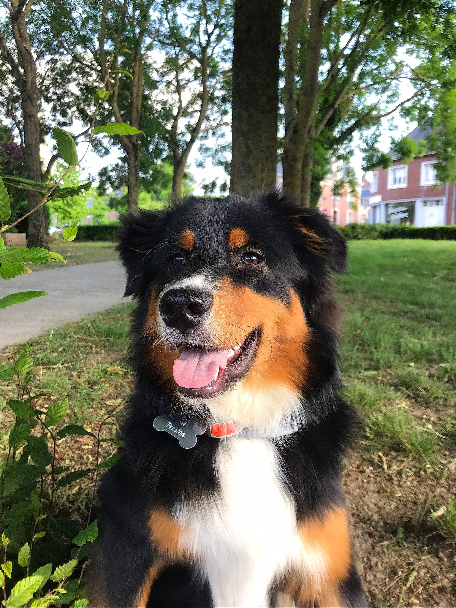 Preston participe au concours pour gagner de l'argent avec cette photo : appenzeller_sennenhund, australian_collie, australian_shepherd, basque_shepherd_dog, bernese_mountain_dog, canidae, carnivore, companion_dog, dog, dog_breed, english_shepherd, herding_dog, mammal, rare_breed_dog, snout, sporting_group, vertebrate, working_dog