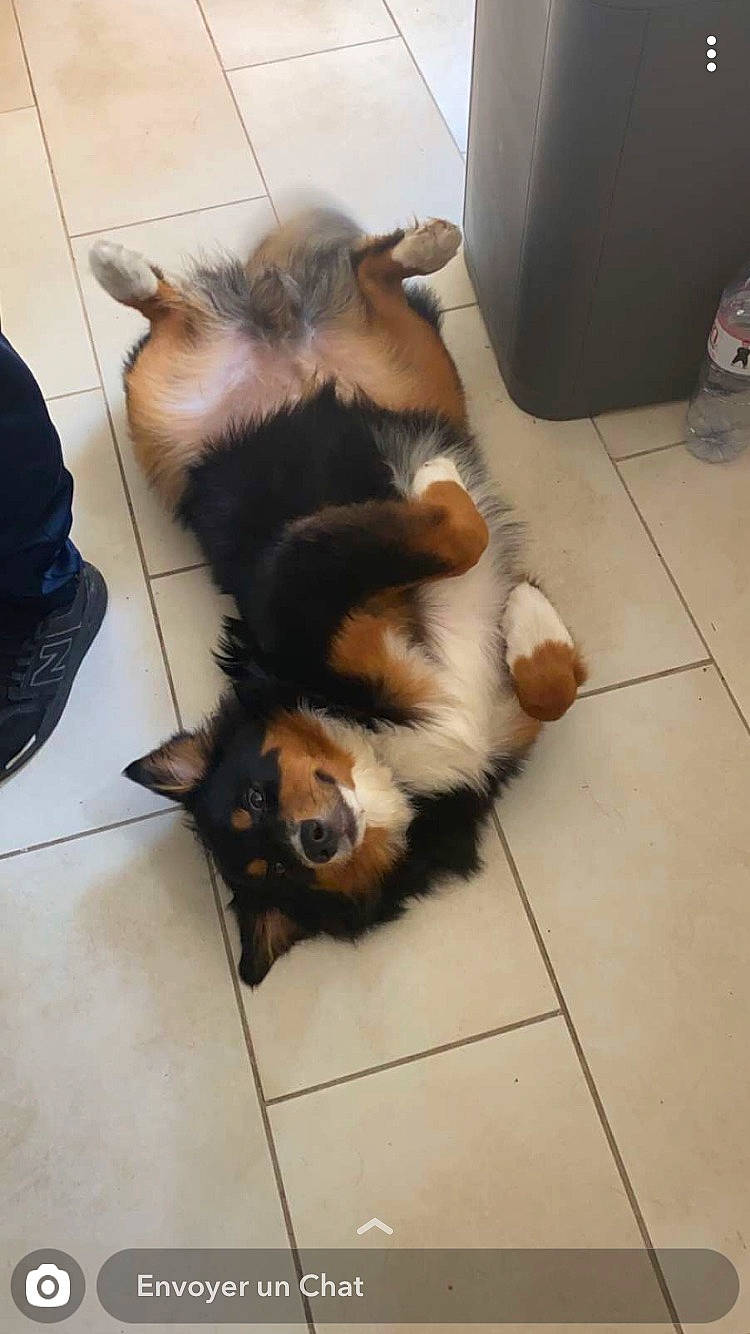 Preston participe au concours pour gagner de l'argent avec cette photo : canidae, carnivore, companion_dog, dog, dog_breed, eurasier, mammal, pomeranian, puppy, tail