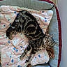 cat, tabby_cat, sleeping, pet_bed, blanket, pink_blanket, indoor, cozy, resting, feline, striped_fur, animal, cute, comfortable, floor_tiles, corner, relaxed, domestic_animal, nap, fur_pattern