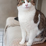 Betty is registered to the contest to win money with this photo: cat, tabby, green_eyes, indoor, furniture, blanket, couch, pet, animal, sitting, cozy, soft_lighting, domestic, feline, portrait, cute, calm, home, relaxed, whiskers