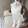 cat, tabby, green_eyes, indoor, furniture, blanket, couch, pet, animal, sitting, cozy, soft_lighting, domestic, feline, portrait, cute, calm, home, relaxed, whiskers