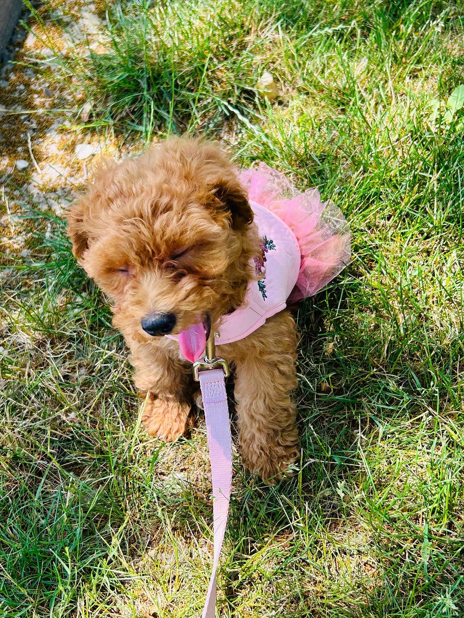 Chai joined the competition — help win amazing prizes! canidae, carnivore, companion_dog, dog, dog_breed, dog_clothes, dog_supply, fawn, grass, groundcover, leash, liver, plant, small_terrier, snout, sporting_group, terrier, toy_dog, water_dog, working_animal