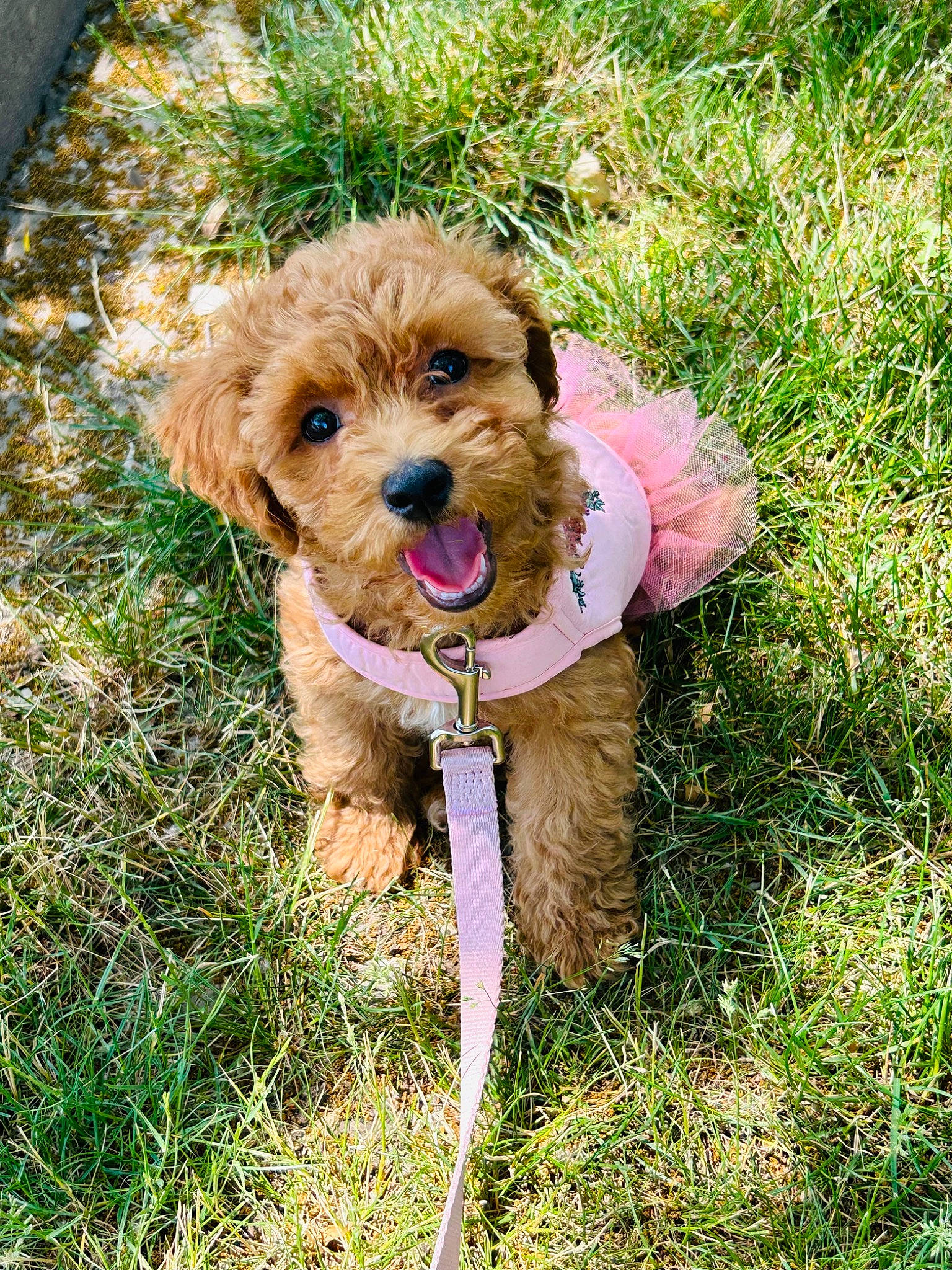 Chai joined the competition — help win amazing prizes! canidae, carnivore, companion_dog, dog, dog_breed, dog_collar, fawn, grass, leash, liver, plant, puppy, small_terrier, snout, sporting_group, terrier, toy_dog, water_dog, working_animal, working_terrier