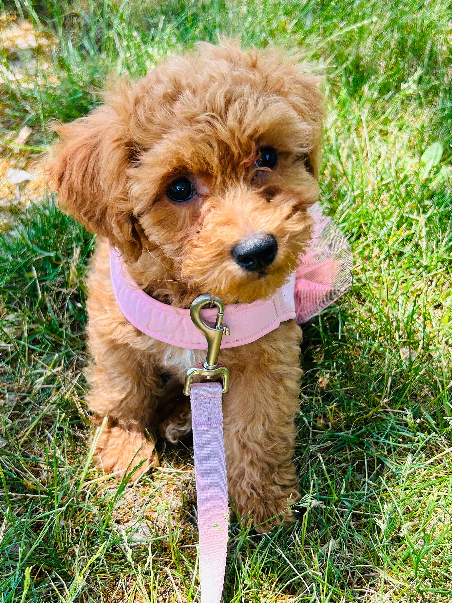 Chai is registered to the contest to win money with this photo: canidae, carnivore, companion_dog, dog, dog_breed, dog_clothes, dog_collar, dog_supply, fashion_accessory, fawn, grass, liver, plant, poodle, snout, sporting_group, terrier, toy_dog, water_dog, working_animal