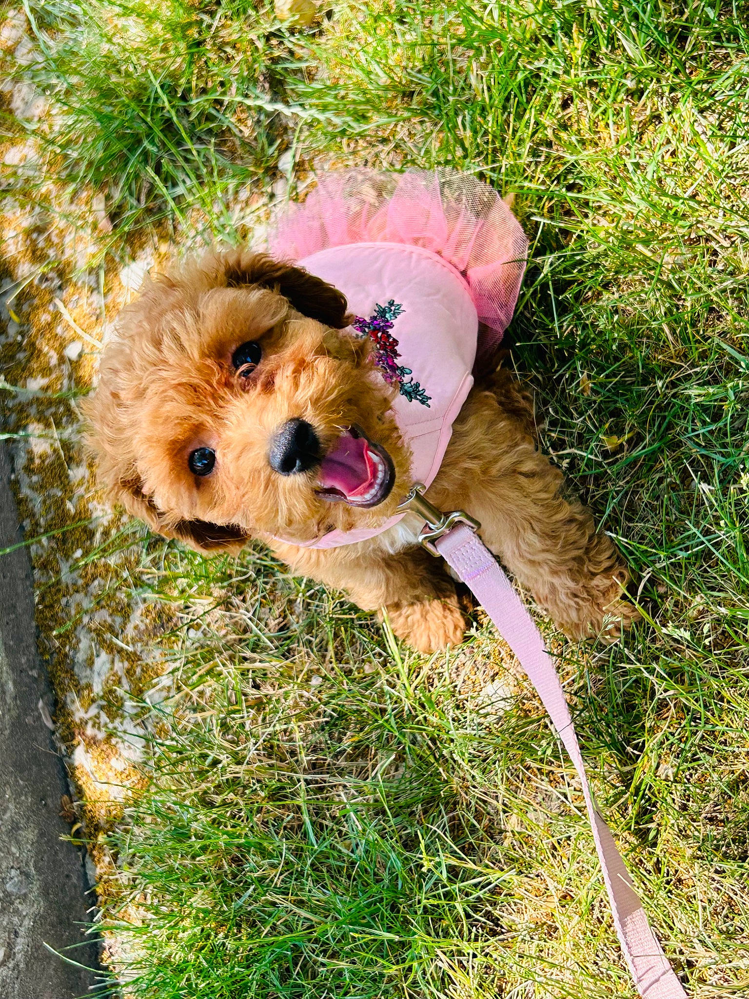 Chai joined the competition — help win amazing prizes! carnivore, collar, companion_dog, dog, dog_breed, dog_clothes, dog_collar, dog_supply, fawn, fur, garden_hose, grass, grass_family, leash, pet_supply, plant, small_terrier, snout, terrier, toy_dog