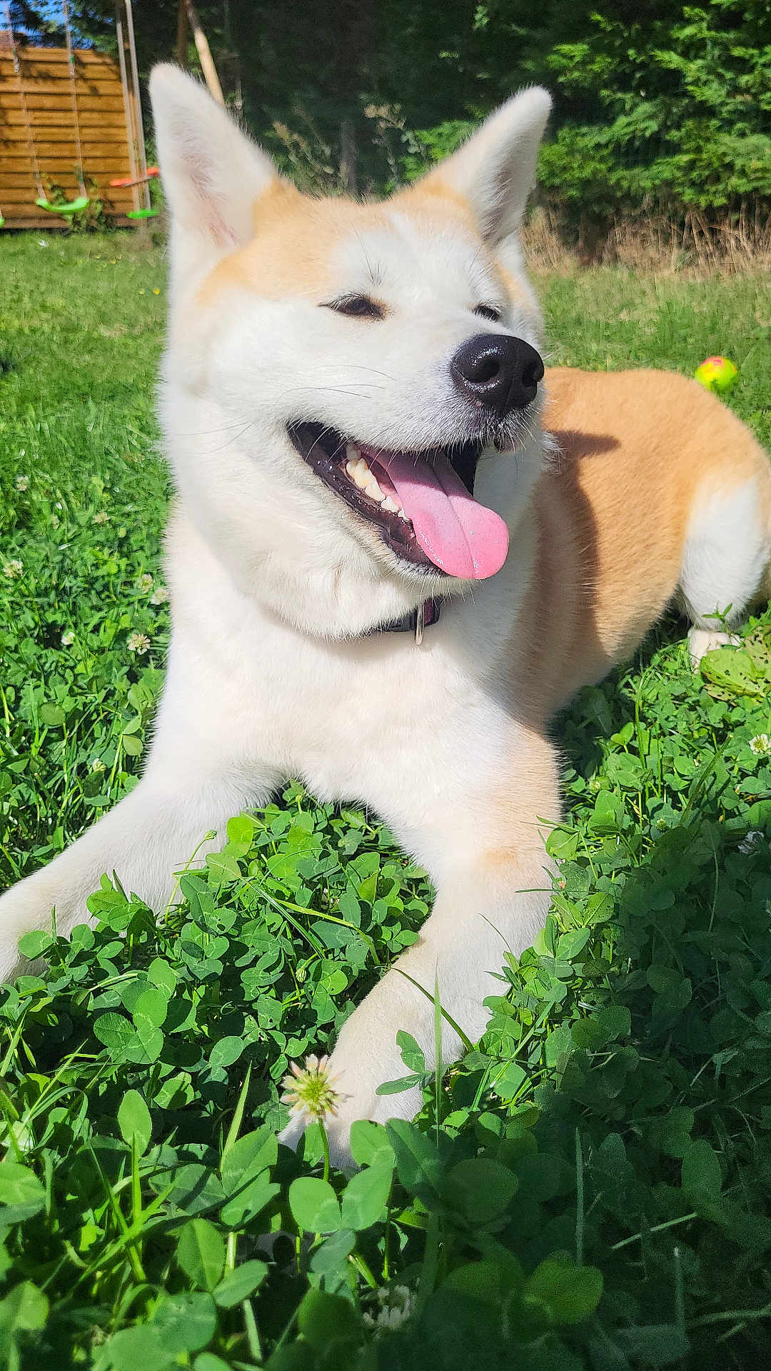 Saka