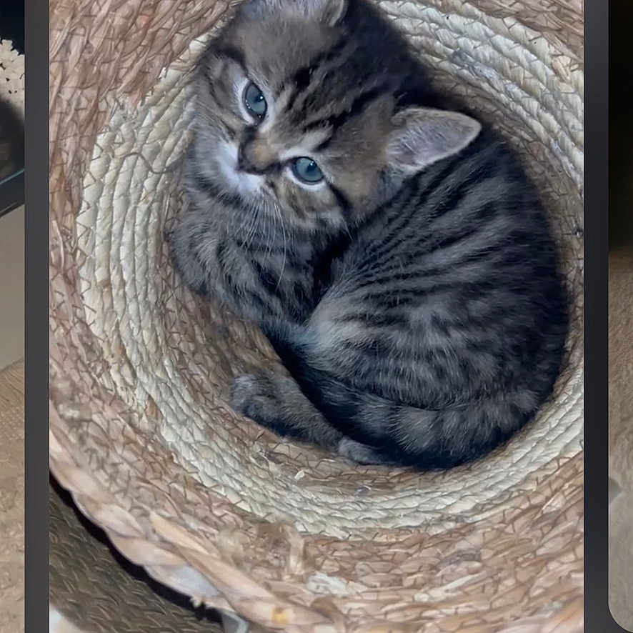 Silver participe au concours pour gagner de l'argent avec cette photo : adorable, animal, basket, blue_eyes, cat, cozy, curled_up, cute, domestic_cat, feline, fur, indoor, kitten, pet, resting, small, snug, tabby, woven_basket, young