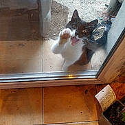 Felix a rejoint le concours — aidez-le/la à gagner de superbes lots ! animal, black_and_white, cat, close_up, curious, dirt, door_frame, feline, floor_tiles, glass_door, mouth_open, outdoor, outside, paw, pet, plant_pot, reflection, tiled_floor, whiskers, window