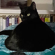 Nahla participe au concours pour gagner de l'argent avec cette photo : cat, black_cat, pet, animal, feline, indoor, blanket, bed, resting, bookshelf, books, yellow_eyes, fur, tail, ears, curled_up, home, cozy, domestic_animal, quiet