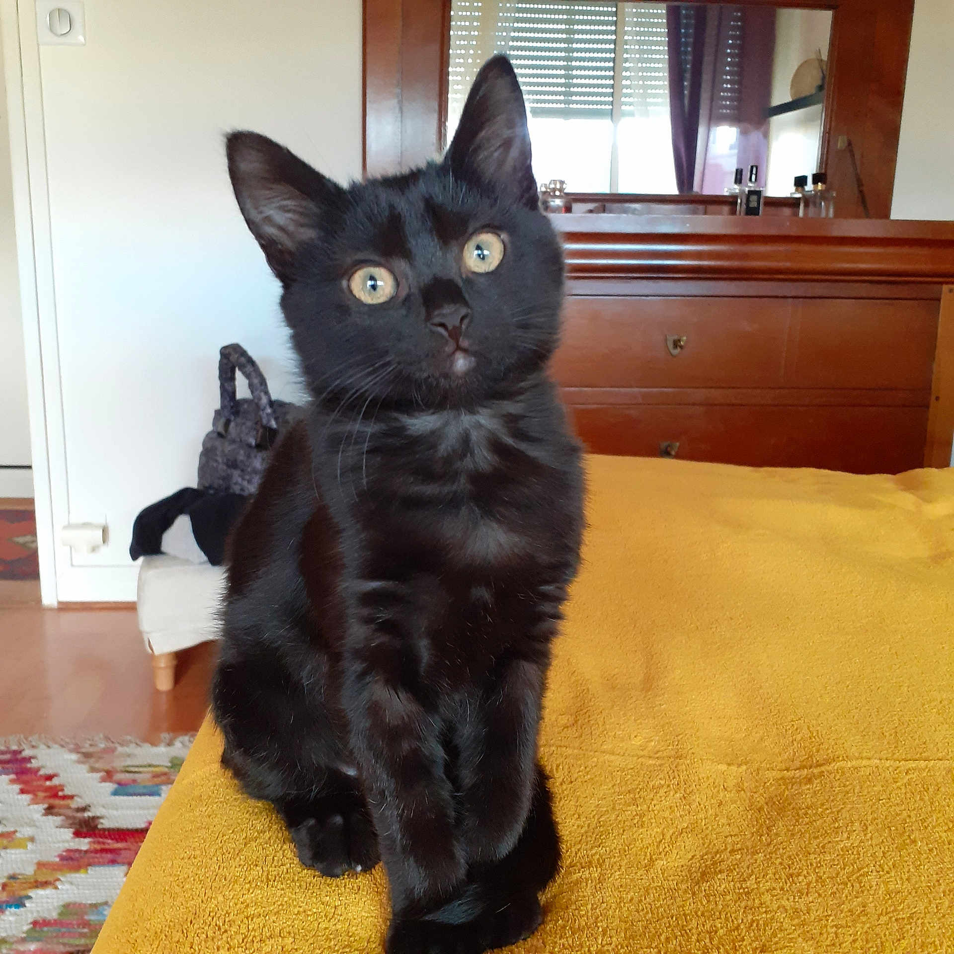 Nahla participe au concours pour gagner de l'argent avec cette photo : black_cat, kitten, pet, indoor, bedroom, blanket, curious, feline, animal, fur, whiskers, ears, yellow, wooden_furniture, mirror, cozy, domestic, close_up, sitting, cute