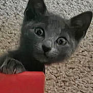 Jasper Jax joined the competition — help win amazing prizes! cat, kitten, gray_cat, animal, pet, feline, face, eyes, ears, paw, claws, whiskers, curious, wide_eyed, portrait, close_up, carpet, indoor, red_object, funny