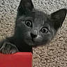 cat, kitten, gray_cat, animal, pet, feline, face, eyes, ears, paw, claws, whiskers, curious, wide_eyed, portrait, close_up, carpet, indoor, red_object, funny