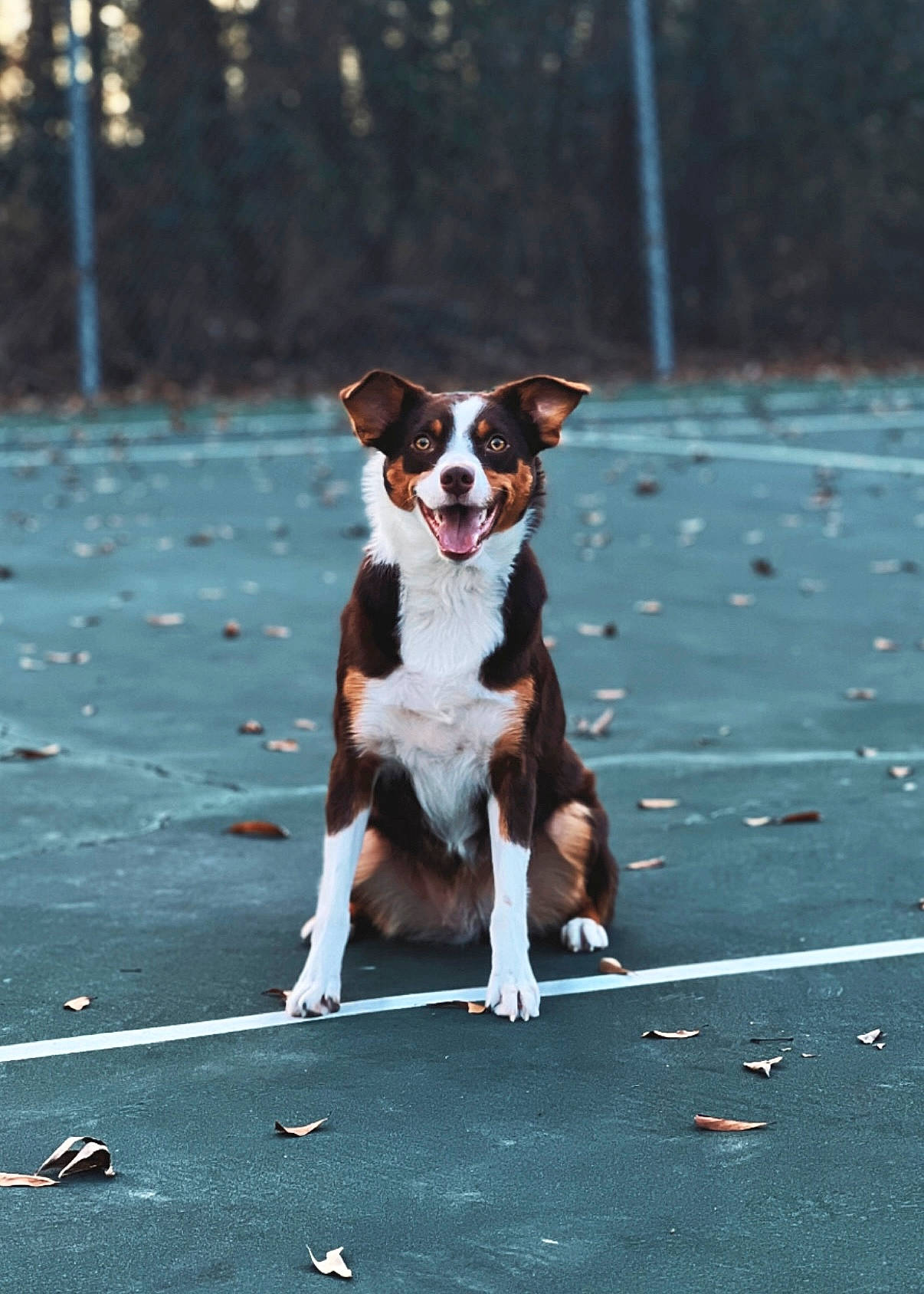 Oakley is registered to the contest to win money with this photo: asphalt, ball, canidae, carnivore, companion_dog, dog, dog_breed, fawn, grass, gun_dog, hunting_dog, road, road_surface, shadow, snout, sporting_group, street, tail, walking, working_dog