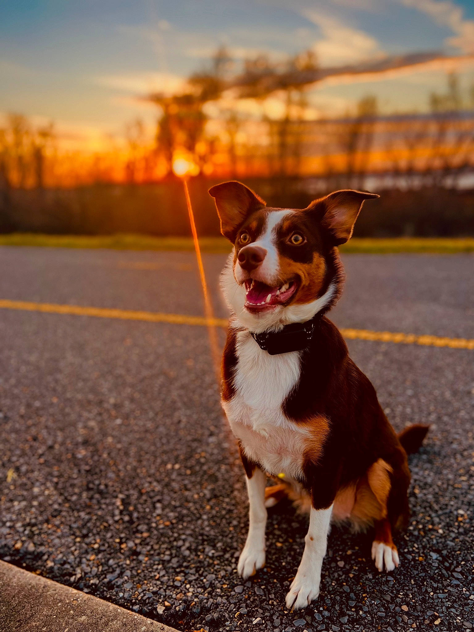 Oakley is registered to the contest to win money with this photo: asphalt, carnivore, cloud, collar, companion_dog, dog, dog_breed, dog_collar, fawn, grass, leash, road, road_surface, sky, snout, sporting_group, sunlight, tail, whiskers, working_animal