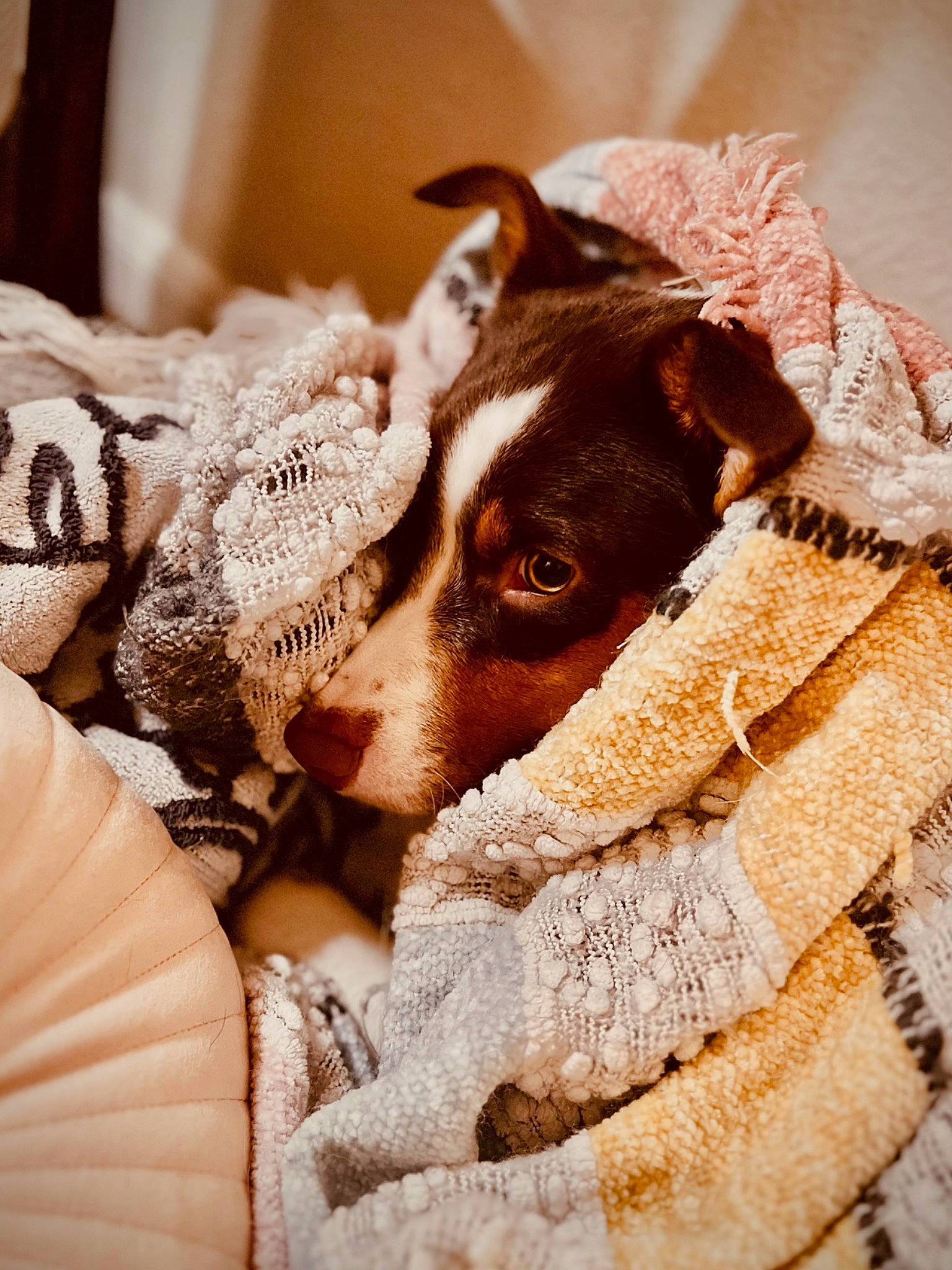 Oakley joined the competition — help win amazing prizes! bedding, canidae, carnivore, close_up, comfort, companion_dog, dog, dog_breed, ear, fawn, felidae, fur, linens, nap, paw, snout, sporting_group, whiskers, wood, working_animal