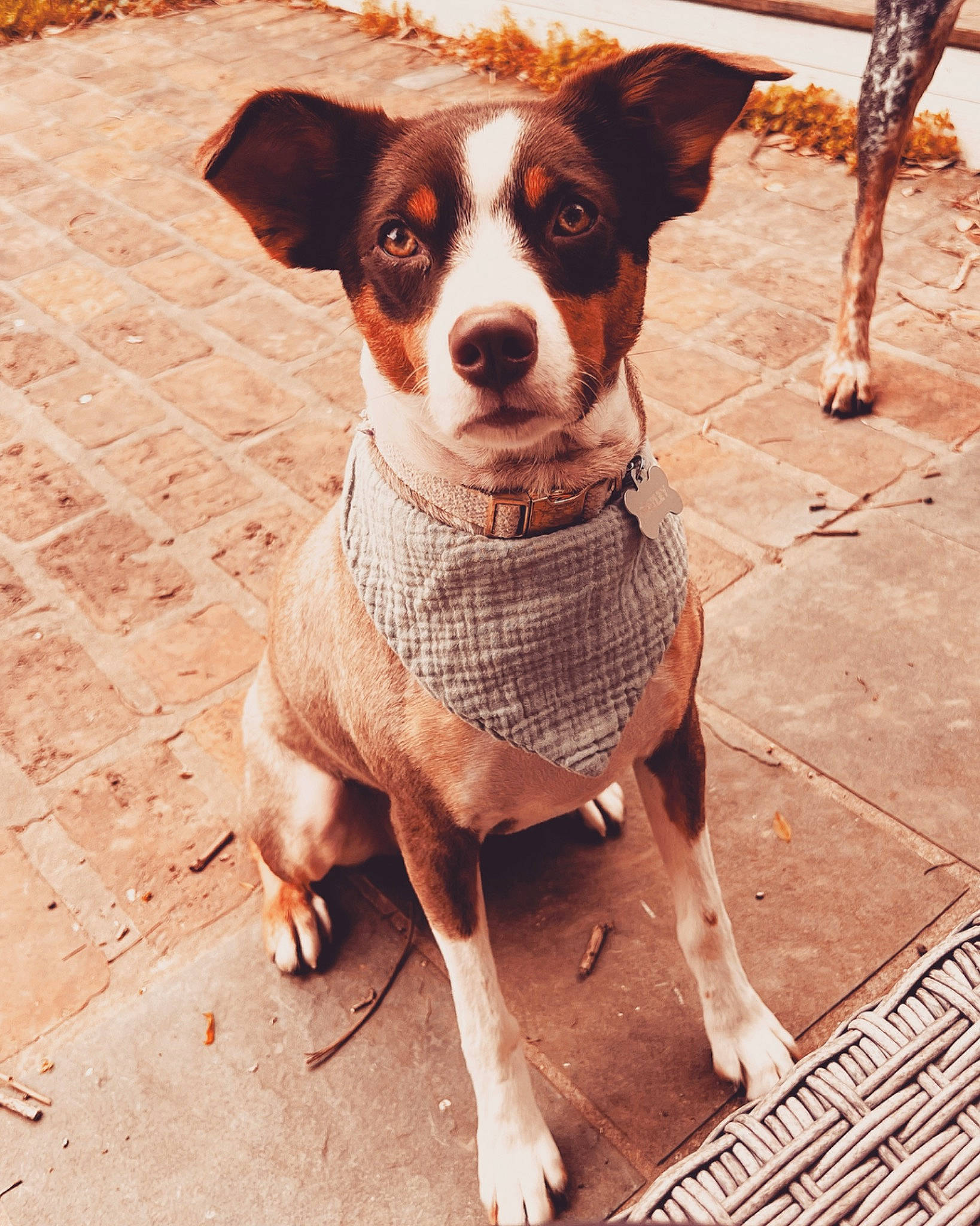 Oakley joined the competition — help win amazing prizes! canidae, carnivore, collar, companion_dog, dog, dog_breed, dog_clothes, dog_collar, dog_supply, fawn, flooring, pattern, pet_supply, snout, sporting_group, terrestrial_animal, whiskers, wood, working_animal, working_dog