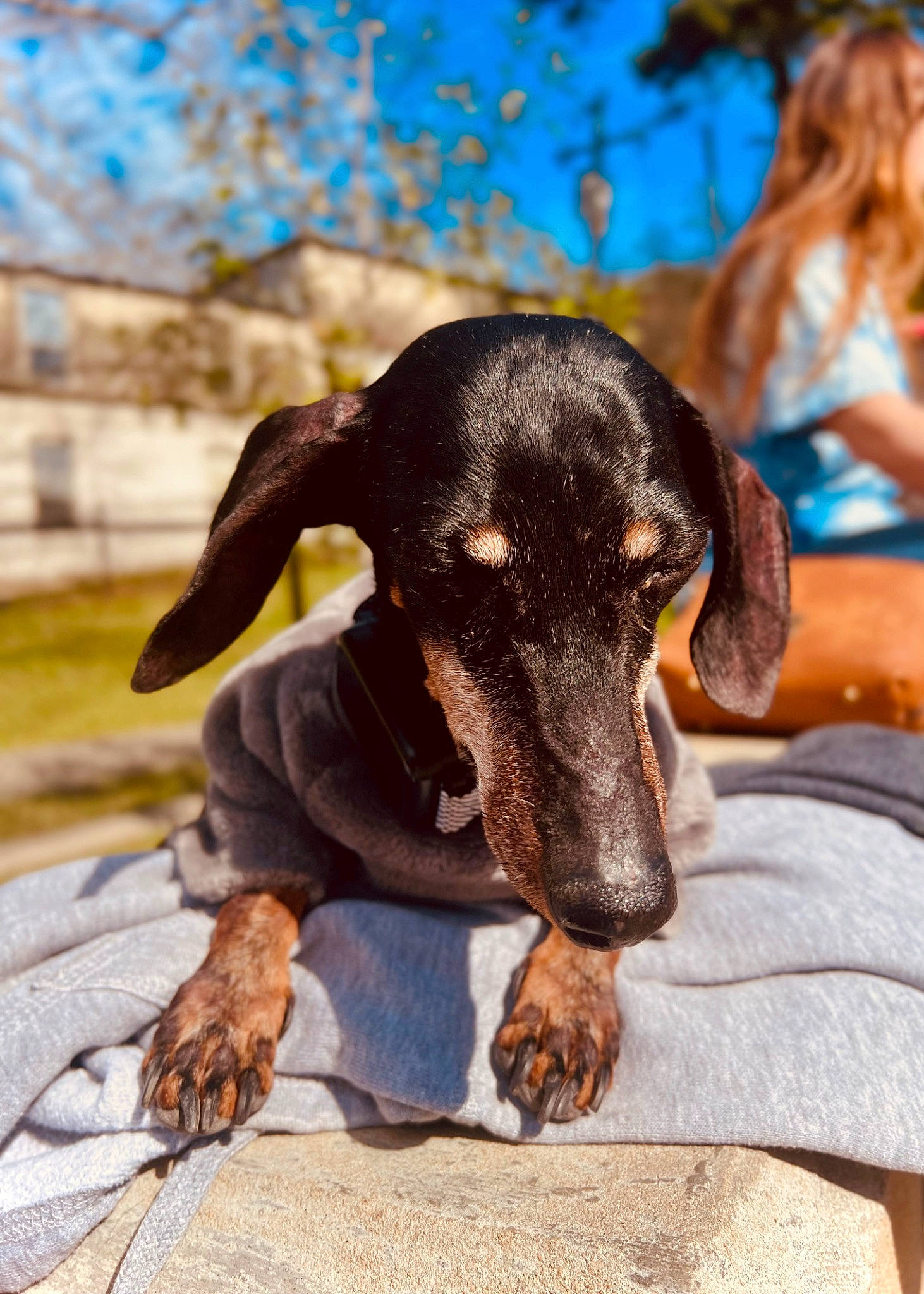 Franny joined the competition — help win amazing prizes! canidae, carnivore, collar, companion_dog, dog, dog_breed, ear, fawn, guard_dog, happy, hound, liver, montenegrin_mountain_hound, paw, pet_supply, scent_hound, sky, sporting_group, tree, working_animal