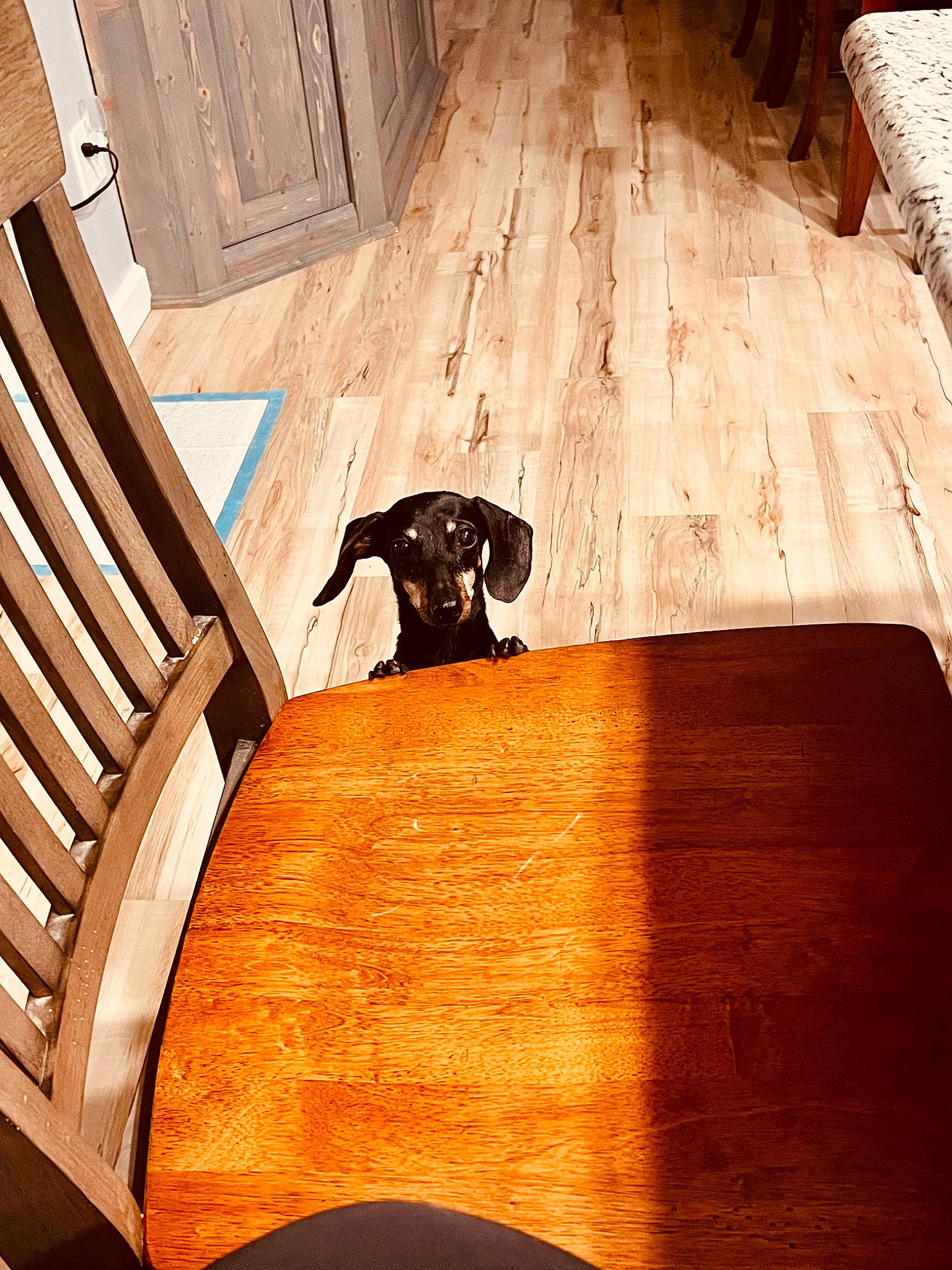 Franny joined the competition — help win amazing prizes! brown, building, carnivore, comfort, companion_dog, dog, dog_breed, fawn, floor, flooring, hardwood, interior_design, laminate_flooring, pattern, tints_and_shades, varnish, wood, wood_flooring, wood_stain, working_animal
