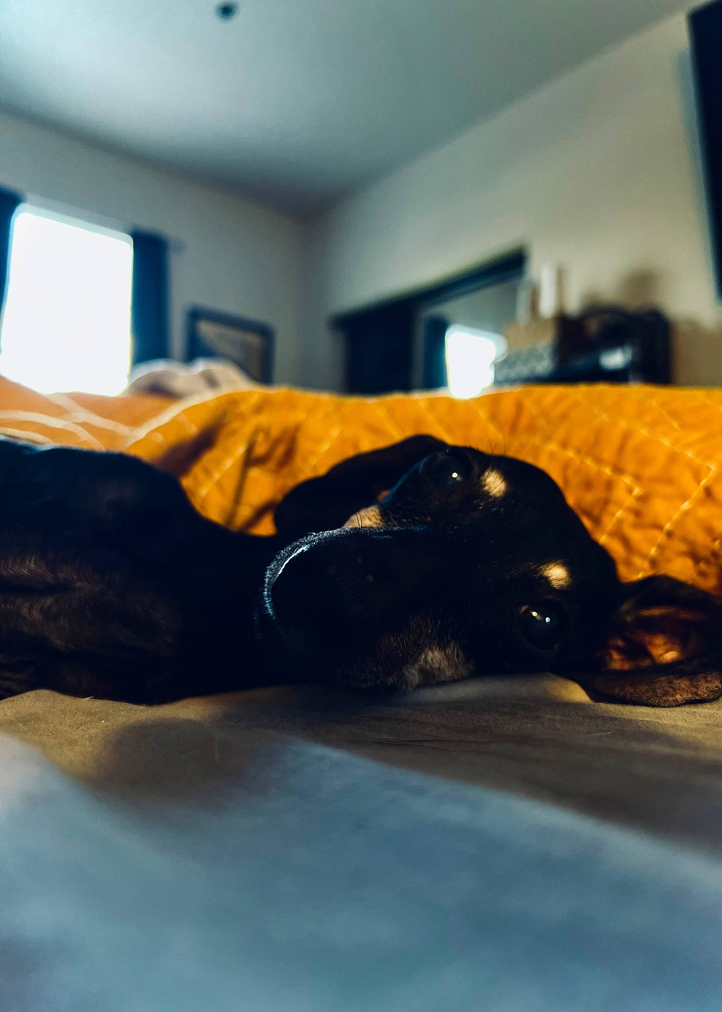 Franny is registered to the contest to win money with this photo: automotive_design, bed, bed_sheet, bedding, bedroom, comfort, electric_blue, flooring, hardwood, human_body, human_leg, knee, leg, linens, personal_protective_equipment, room, sportswear, thigh, tints_and_shades, wood