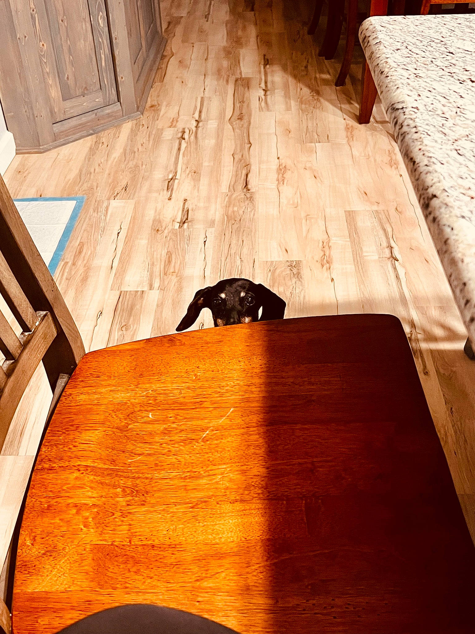 Franny joined the competition — help win amazing prizes! brown, carnivore, cat, fawn, felidae, floor, flooring, hardwood, interior_design, laminate_flooring, light, pattern, plywood, rectangle, shade, small_to_medium_sized_cats, tints_and_shades, whiskers, wood, wood_stain