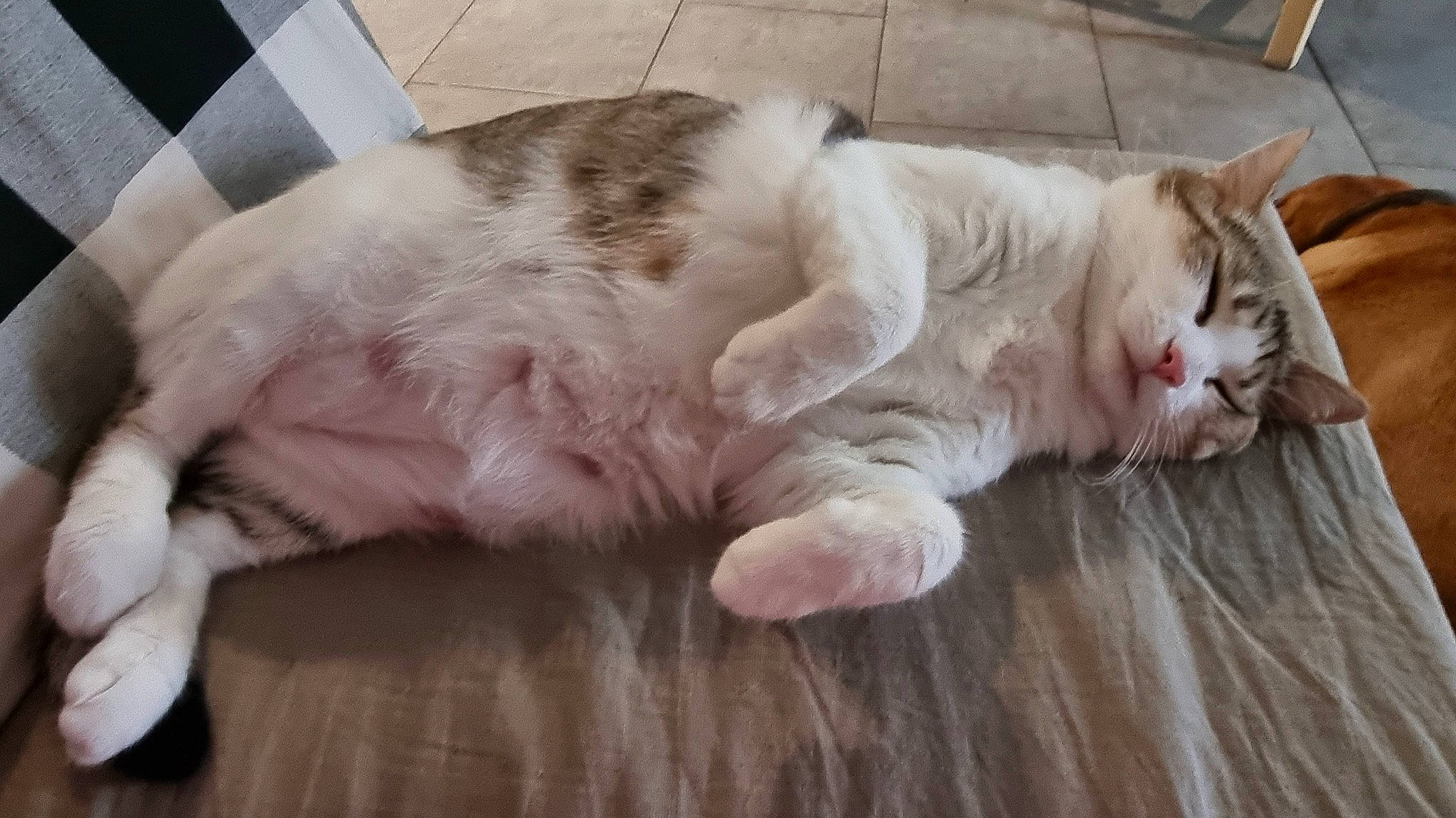 Grisette a rejoint le concours — aidez-le/la à gagner de superbes lots ! carnivore, cat, claw, comfort, domestic_short_haired_cat, eye, fawn, felidae, floor, flooring, foot, fur, hardwood, nap, paw, small_to_medium_sized_cats, snout, tail, whiskers, wood