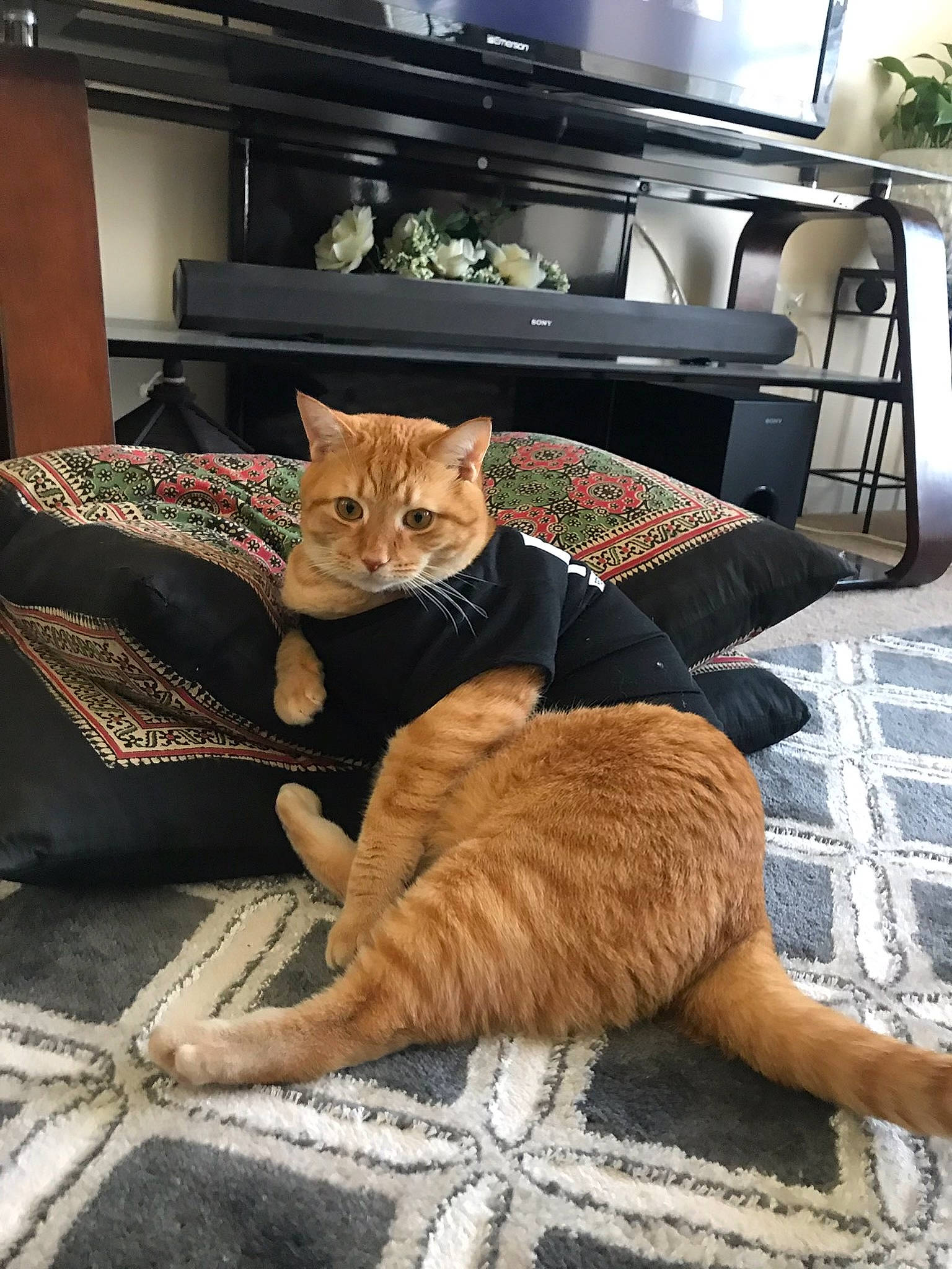 Teto is registered to the contest to win money with this photo: carnivore, cat, claw, comfort, couch, domestic_short_haired_cat, fawn, felidae, floor, flooring, fur, hardwood, living_room, plant, room, sitting, small_to_medium_sized_cats, tail, whiskers, wood