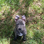 Kilo Blu joined the competition — help win amazing prizes! adorable, animal, cute, dog, ears, fur, grass, greenery, ground, looking_up, mammal, nature, outdoor, pet, playful, puppy, shadow, sitting, sunlight, young