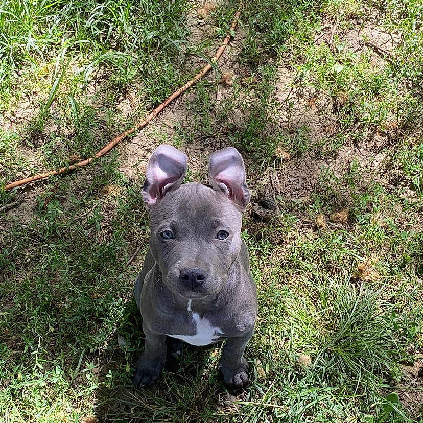 Kilo Blu
